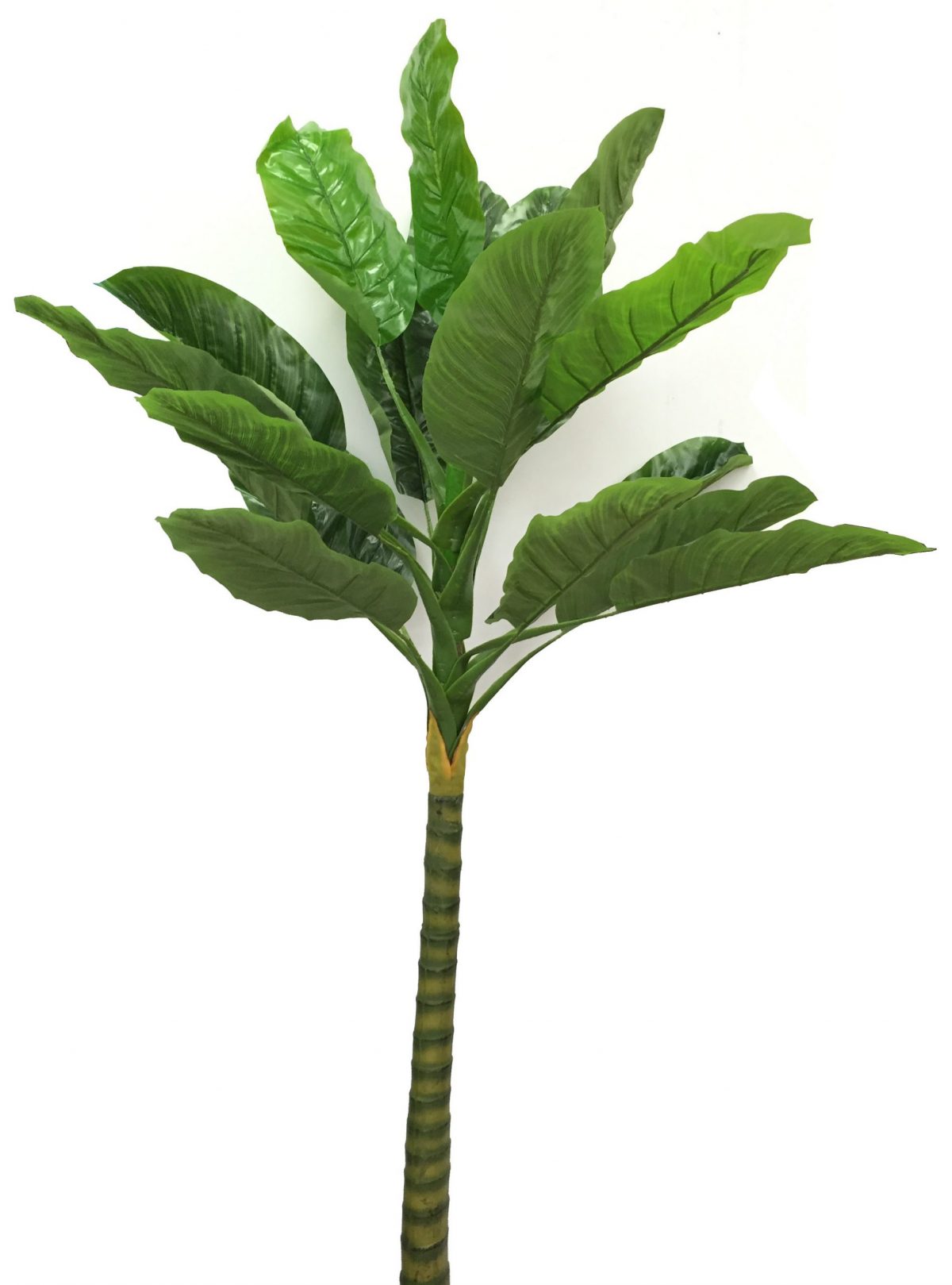 Green plant with serrated leaves