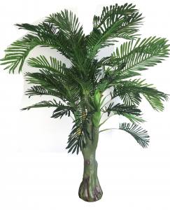 Feathery frond plant with thick trunk